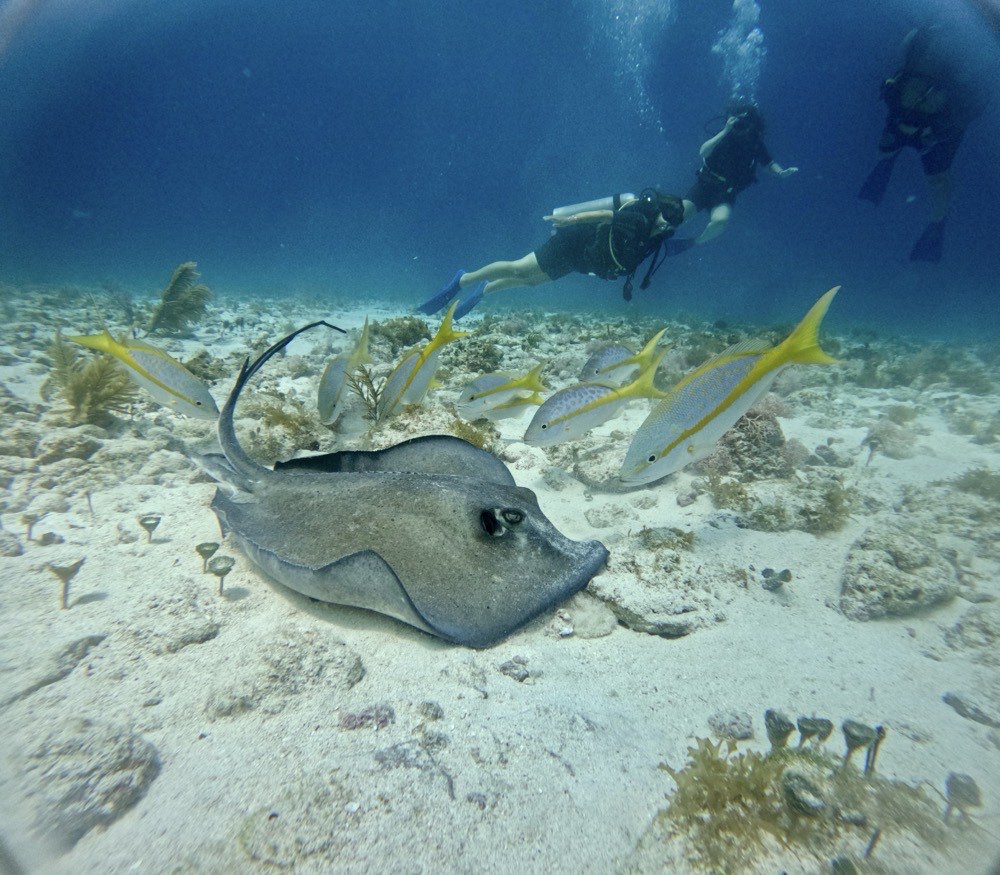 manchones reef mexico