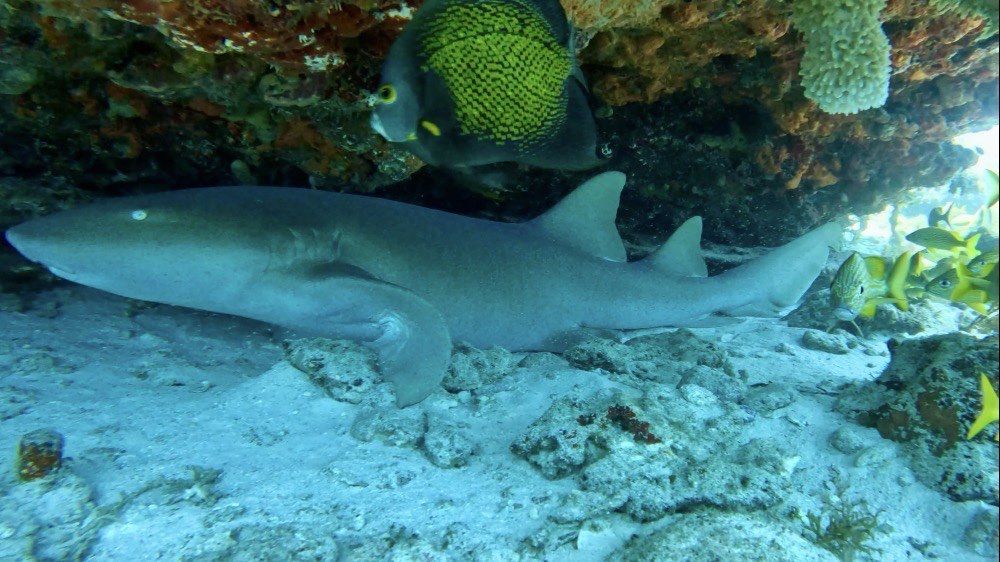 nurse shark - cancun