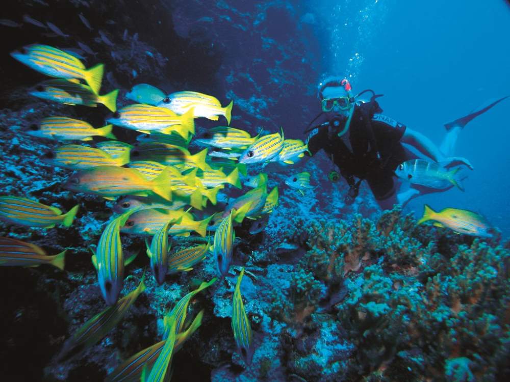 man underwater swimming with fishes
