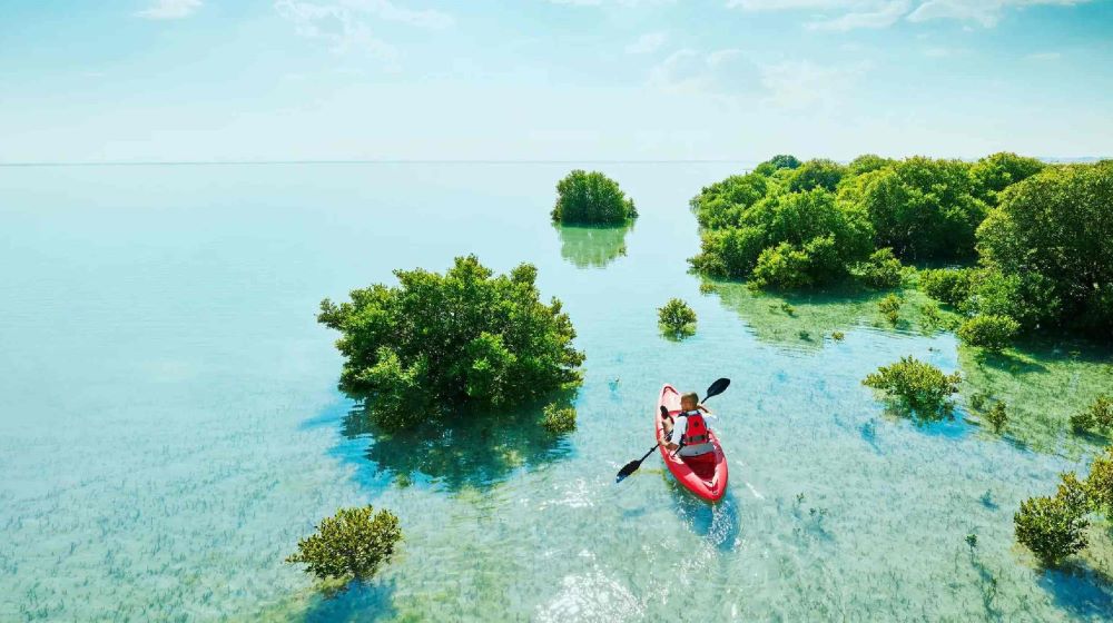 a man kayaking near the Mangroves- Things to Do in Doha