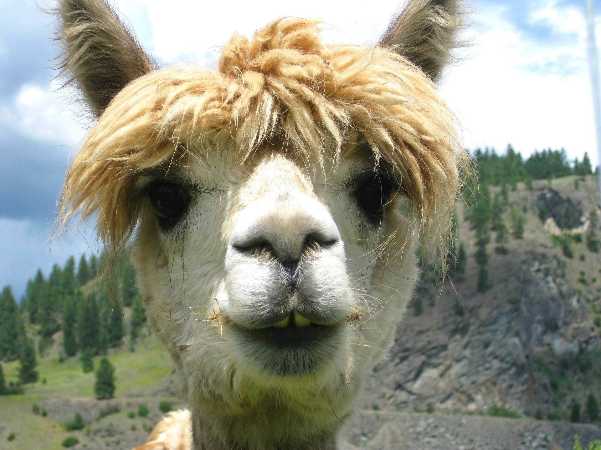 Alpaca.jpg