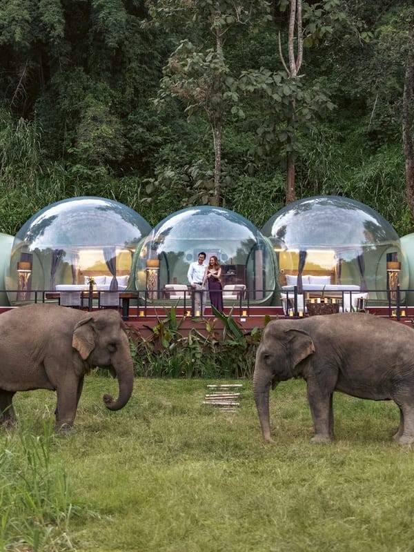 couple inside a large bubble like accommodation with elephant in front