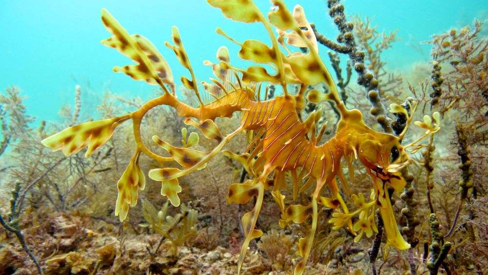 leafy sea dragon underwater - Best Scuba Diving in Australia