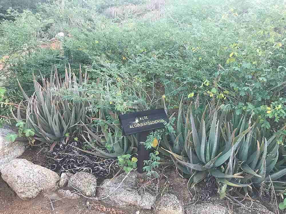 aloe plants and other kind of green plants in Arikok National Park