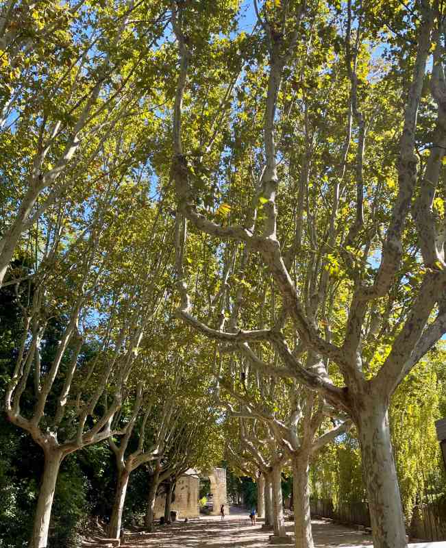 chunky trees in between a street