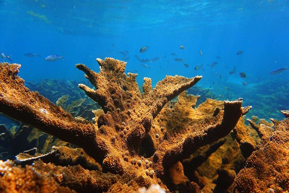 coral reef underwater surrounded by different fishes