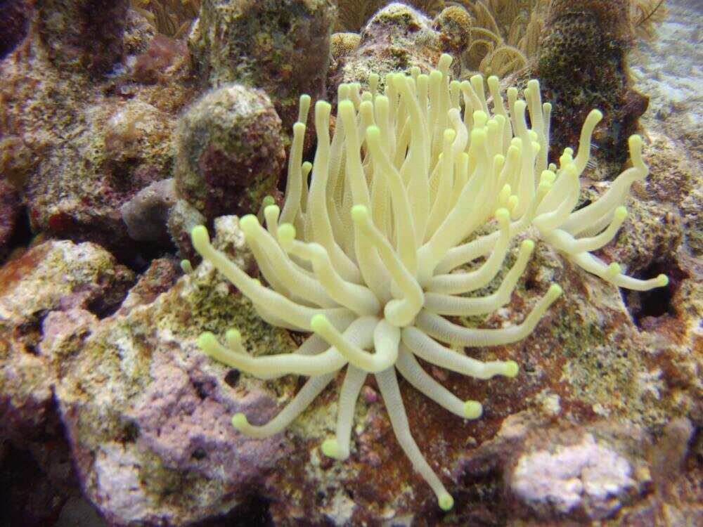 yellowish white sea anemone with reffs in Aruba's marine life
