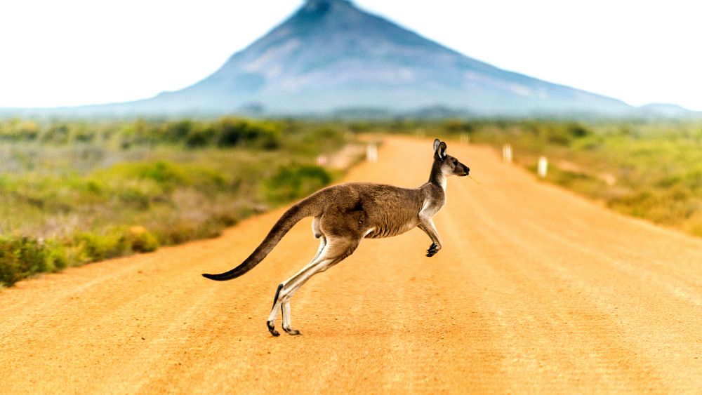 kangaroo crossing a dirt road