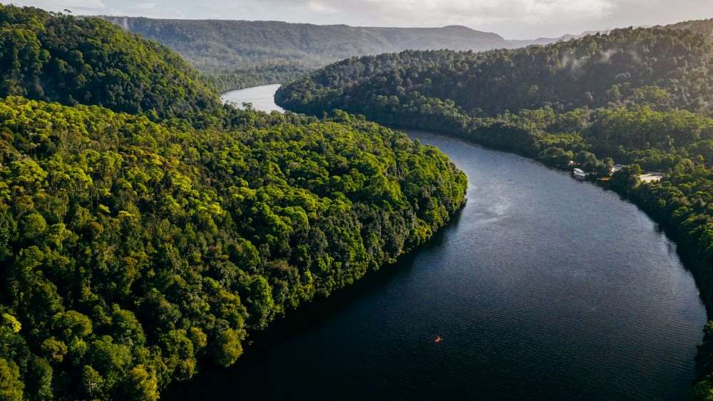 body of water in the middle of a green forest