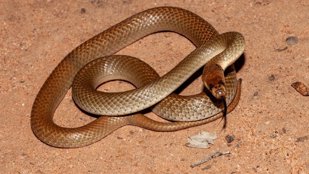 brown snake in brown soil