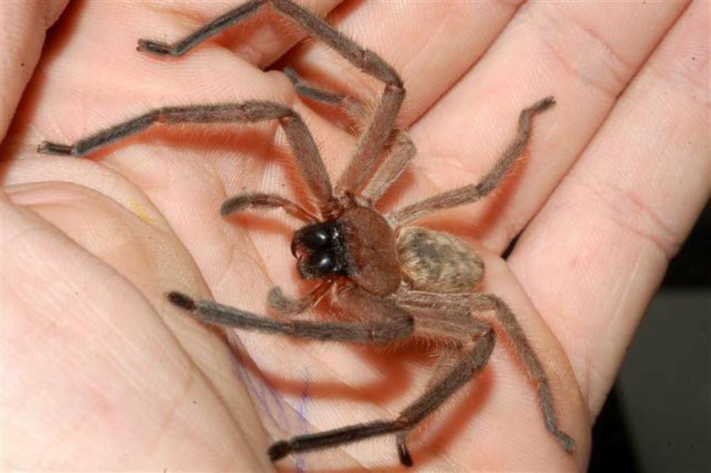 brown hairy spider with black head  on hand - Most Dangerous Animals in Australia