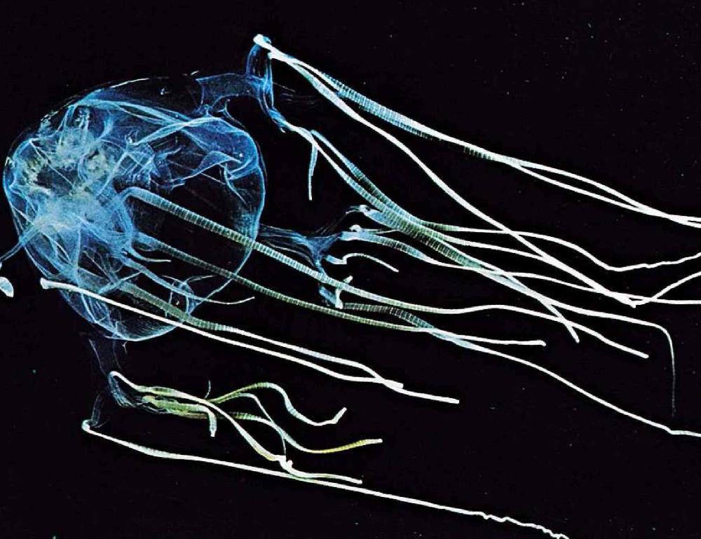 light up white Australian Sea Wasp