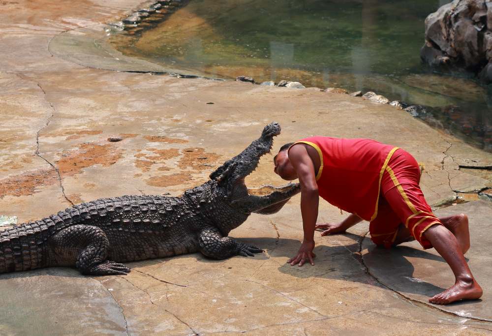man in red putting i=his head on mouth of crocodile- facts about thailand