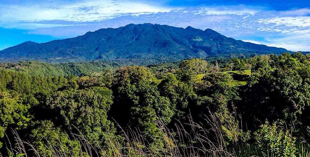 green trees near the volcano