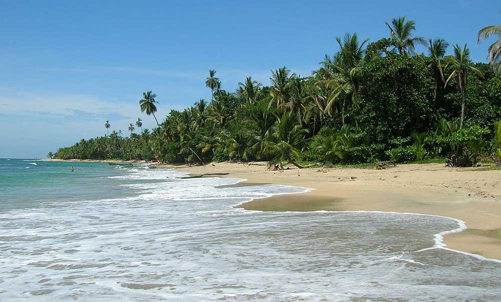 greenish beach with white sand fringed with palm trees at the Punta Uva Beach, Southern Caribbean Coast