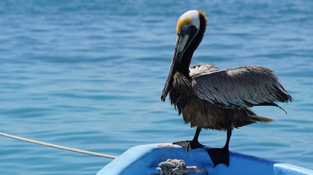 White, yellow and black Pelicans on top of the edge of the boat