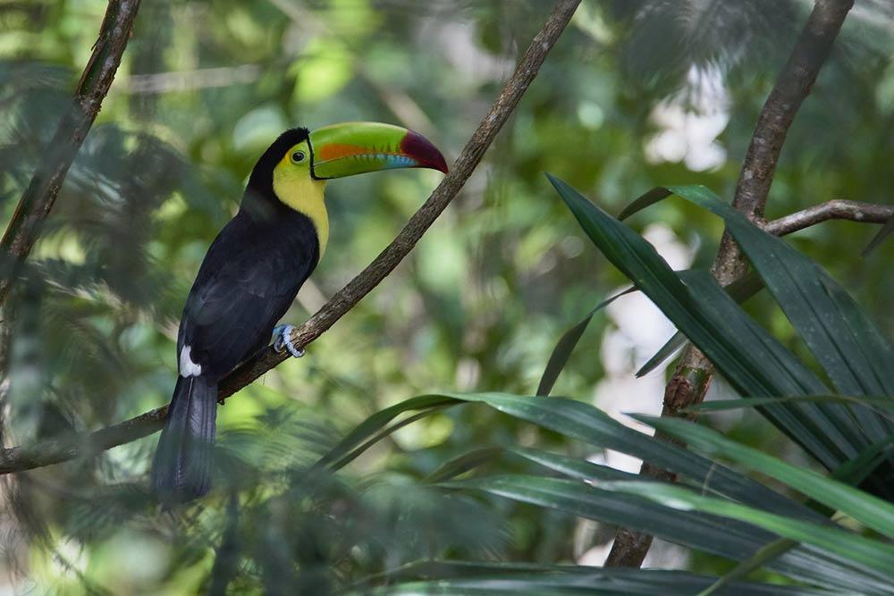 best-time-to-visit-costa-rica-keel-billed-toucan