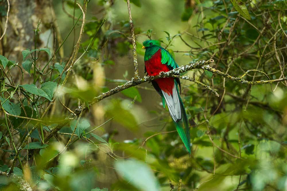 best-time-to-visit-costa-rica-quetzal
