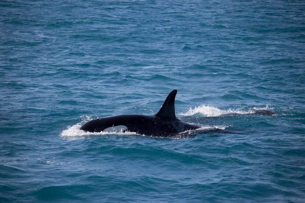 Orcas in the middle of the sea