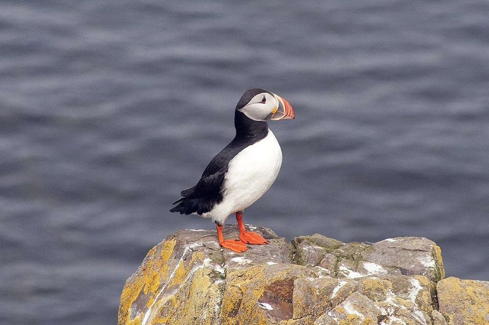 iceland puffin bird on cliff