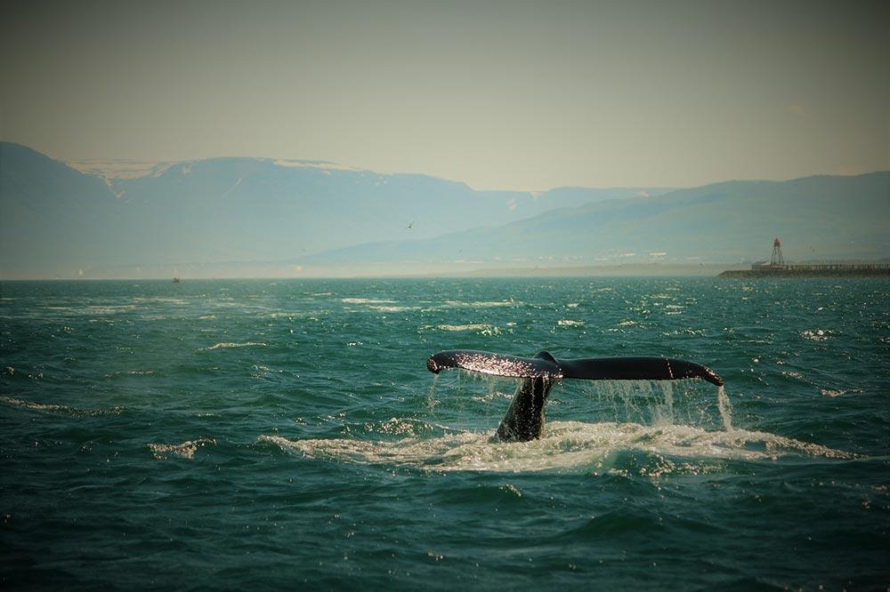 iceland whale watching humpback whale