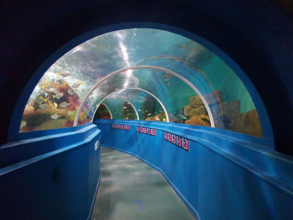 tunnel like aquarium with different fishes