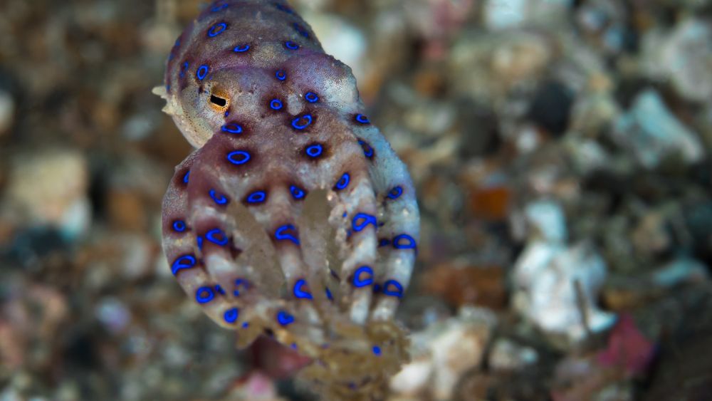 Octopus with blue ring spots