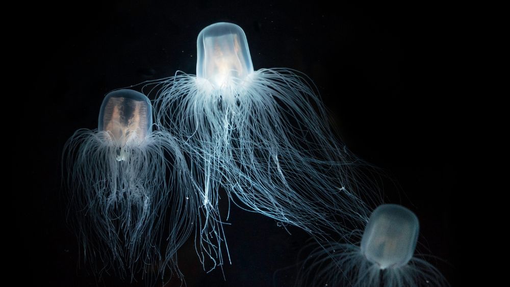 light up white box jelly fish