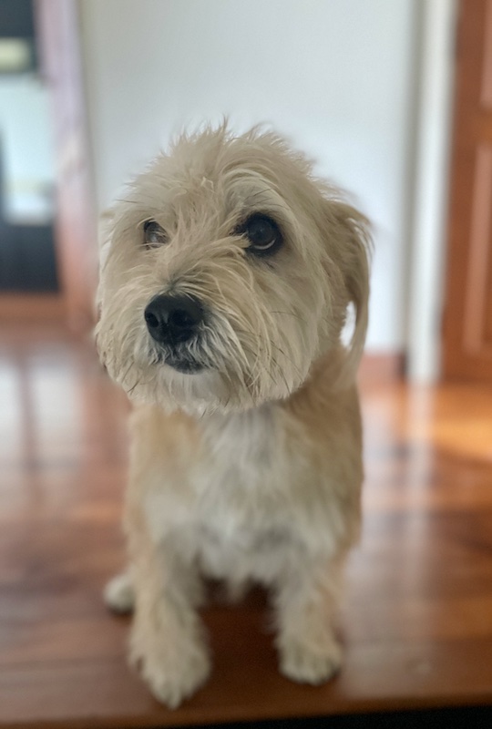 picture of our beloved Buddy