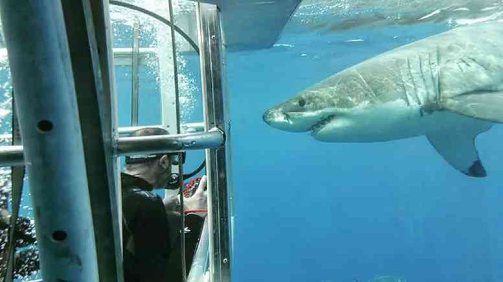 man inside a cage underwater with shark in front of him