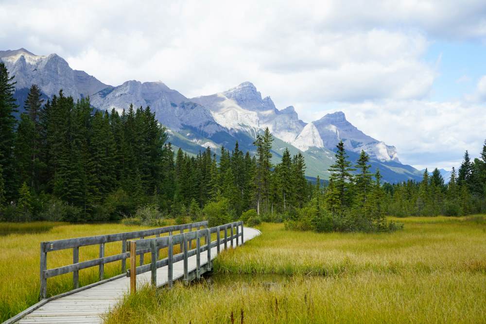 green grass filed with wooden bridge