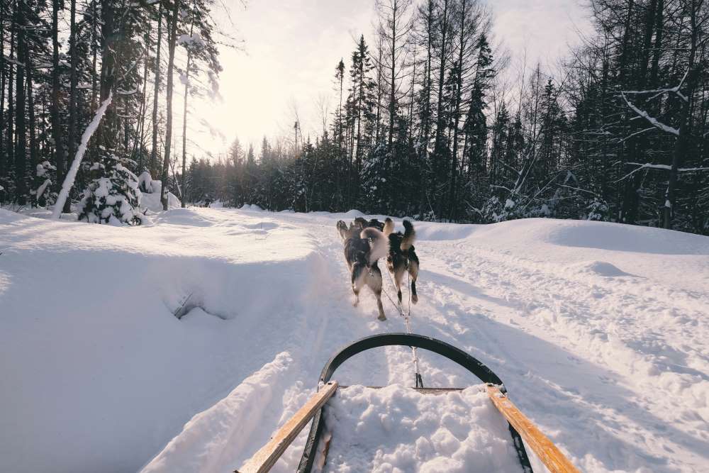 dogs pulling a sled through the snow