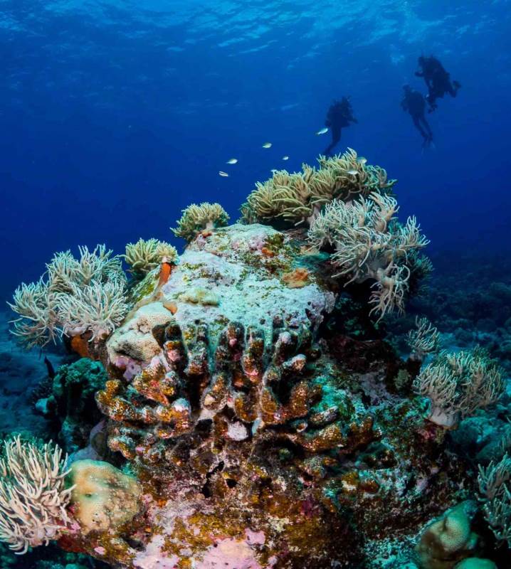 diver near the coral reef