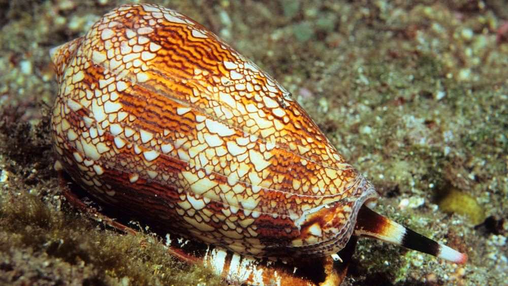 beautiful patterned cone snail - Most Dangerous Animals in Australia