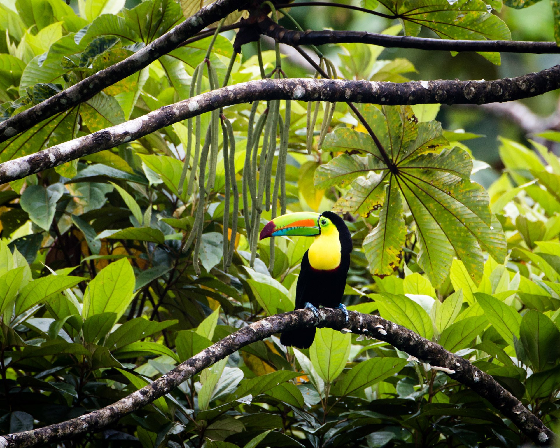 Global Destination Reviews: An Insider’s Guide to Costa Rica