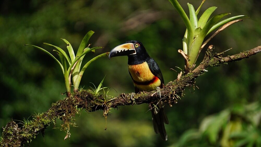 Costa Rica Rainforest bird