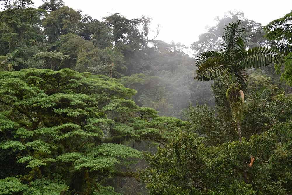 costa-rica-rainforest