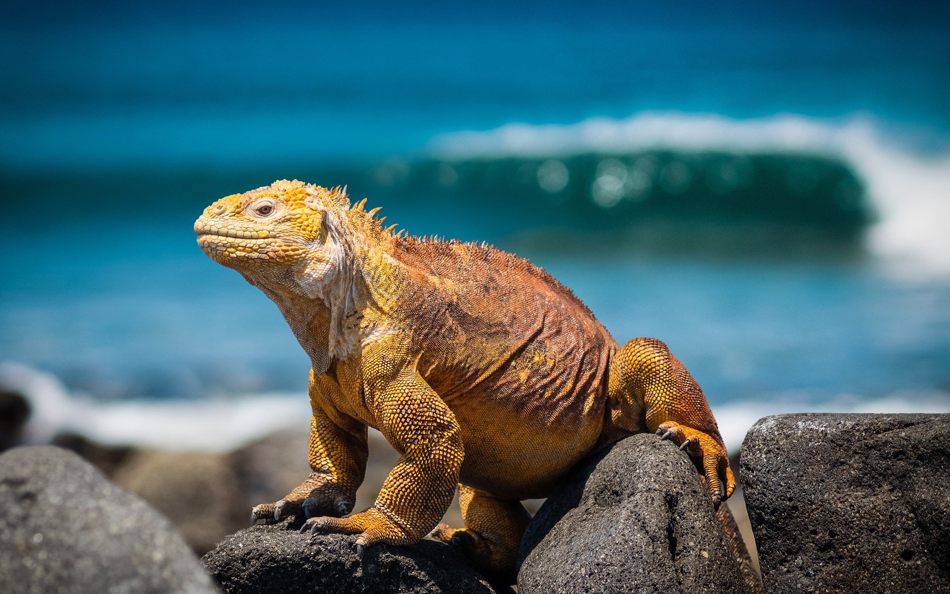 destination-reviews-ecuador-lizard-galapagos