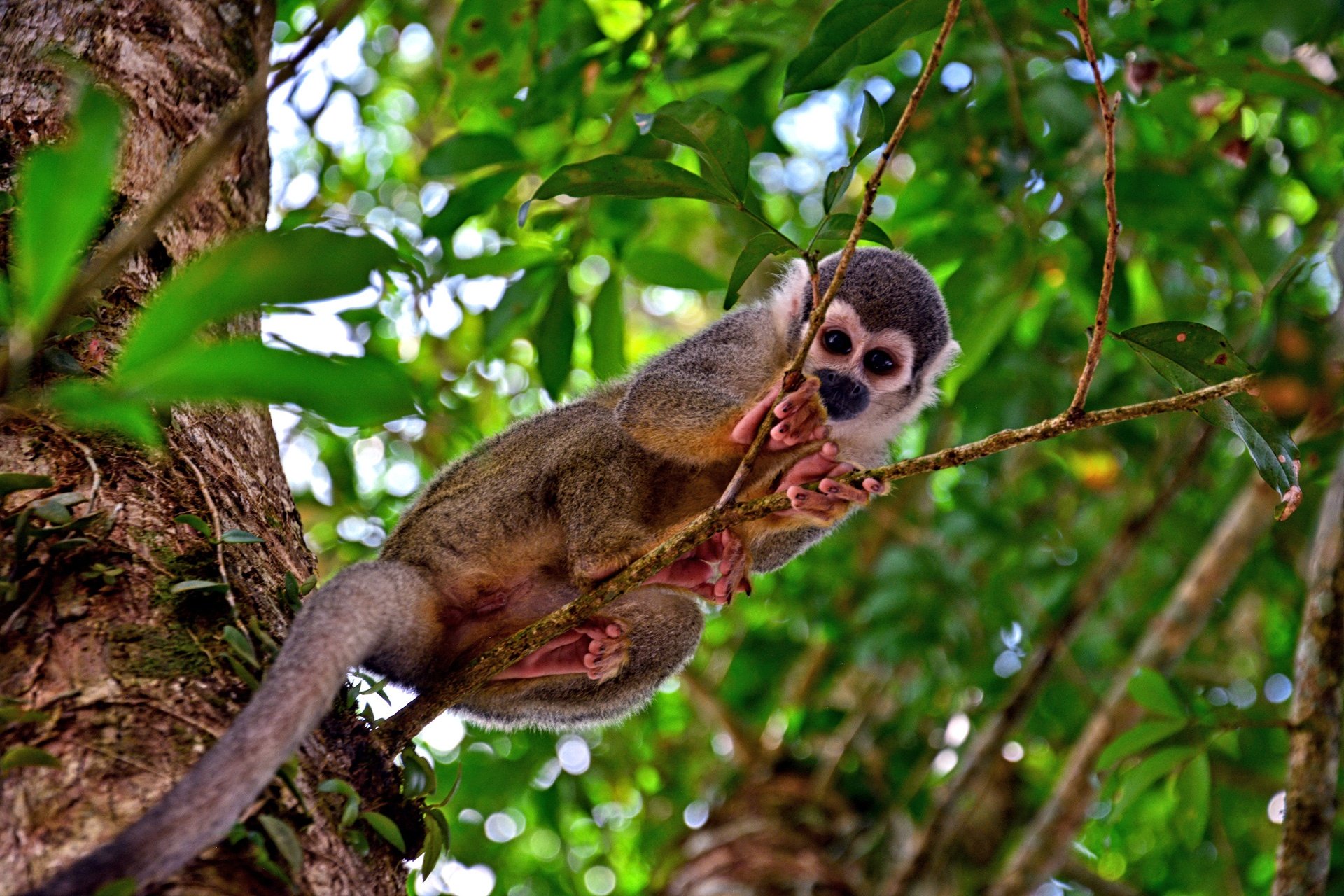 destination-reviews-ecuador-monkey