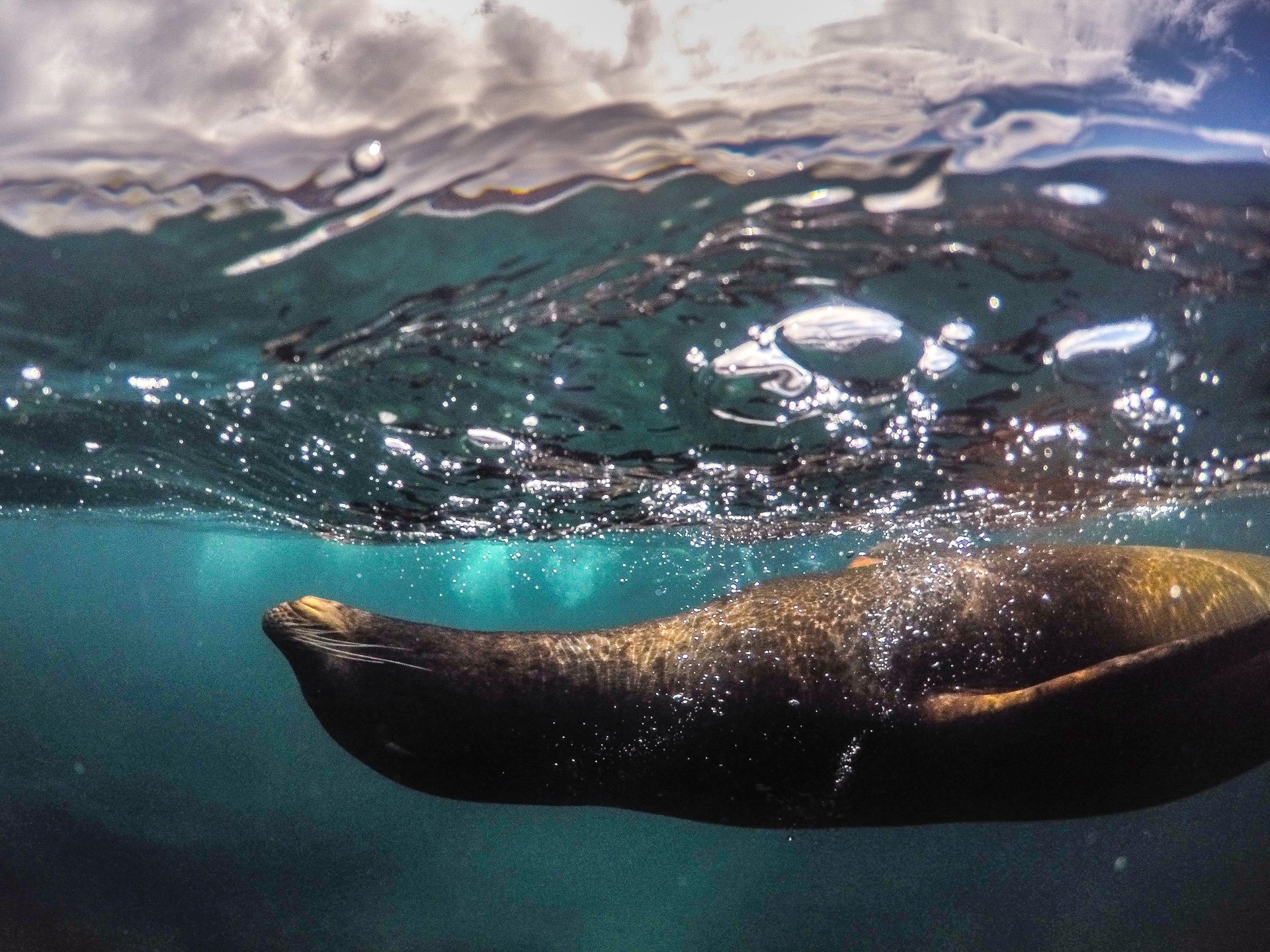 destination-reviews-ecuador-sea-lion-galapagos