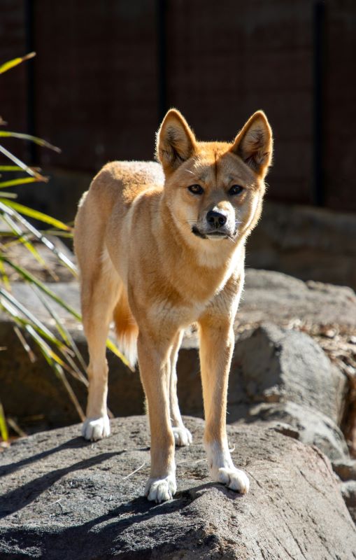 A dingo in sunlight looking directly towards the camera. - Most Dangerous Animals in Australia