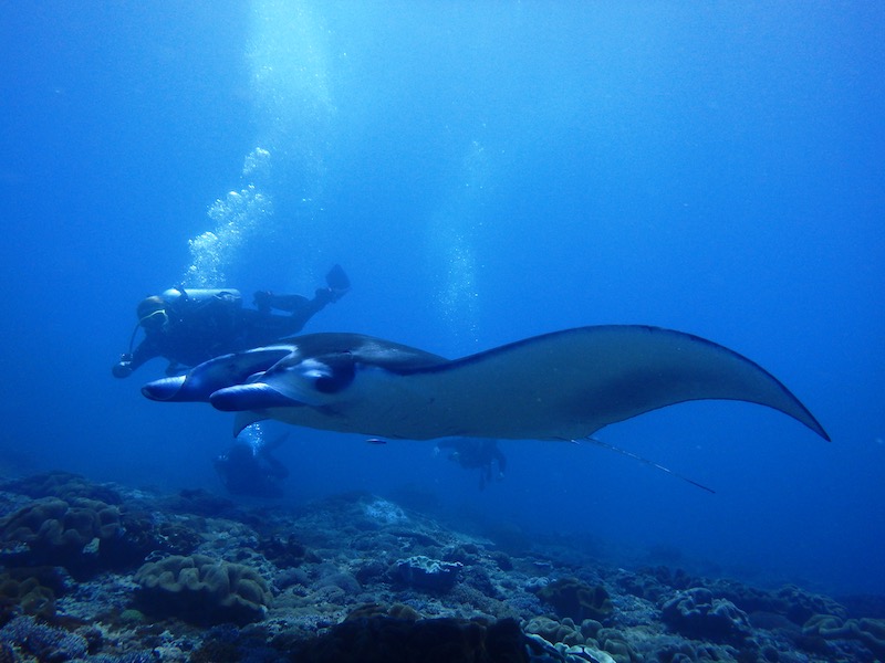 diving with mantas