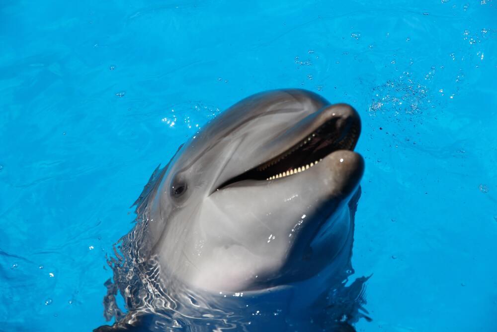 cute Dolphin  showing his head while still in water in Cove, Aruba