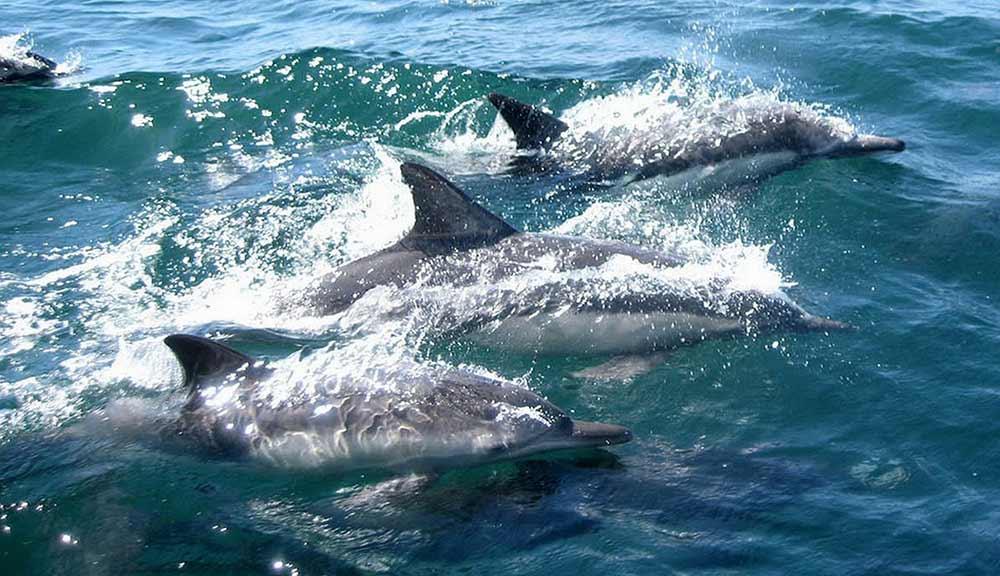dolphins swimming in the middle of the ocean