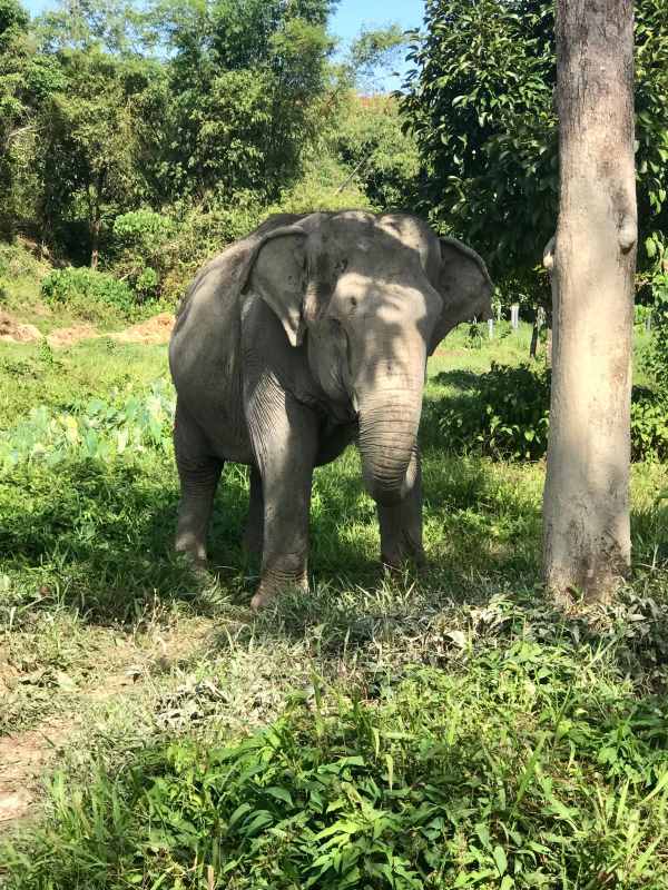 elephant beside the tree