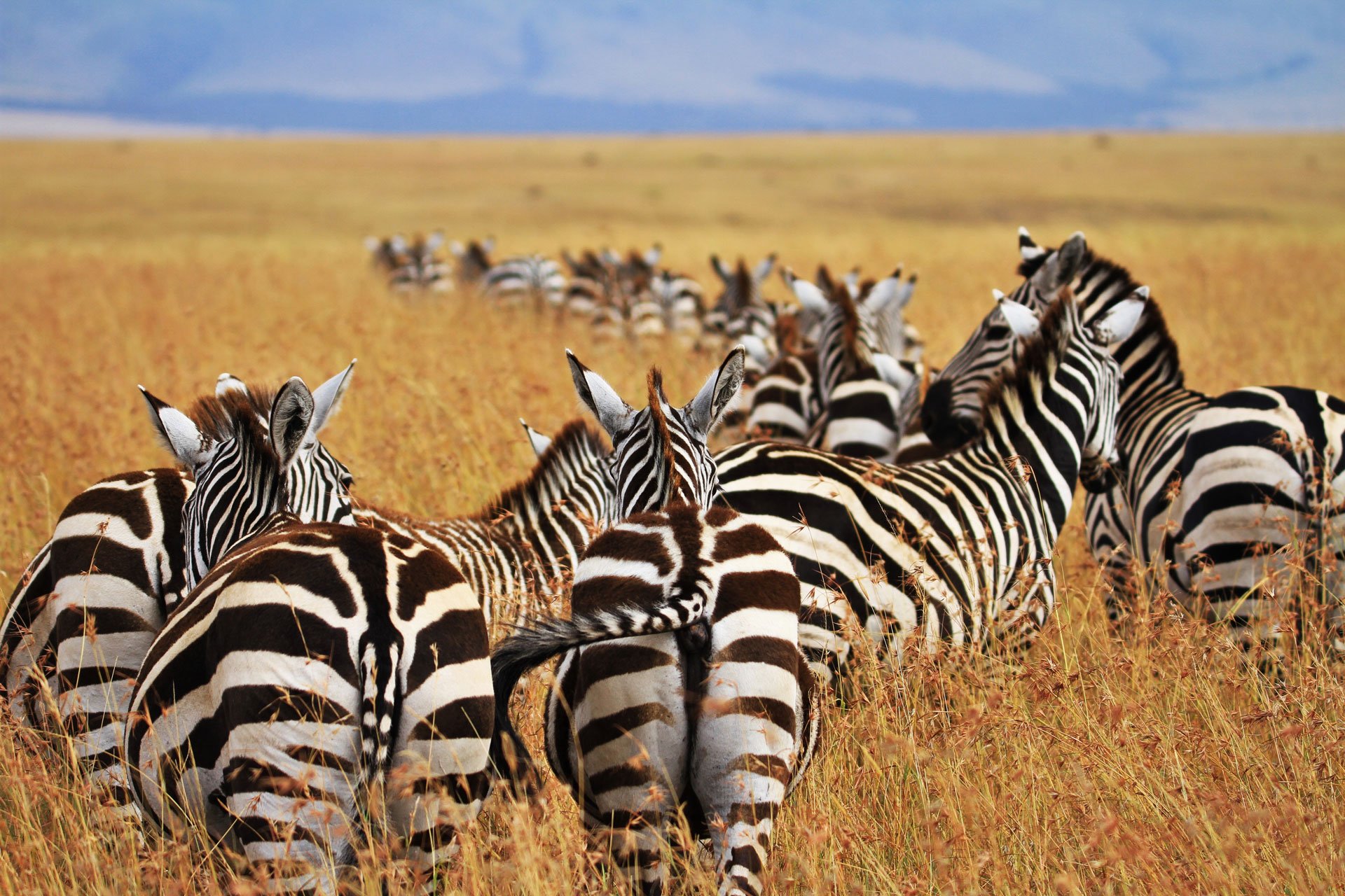 The Ultimate Ethical Tourism Guide for Animal Lovers