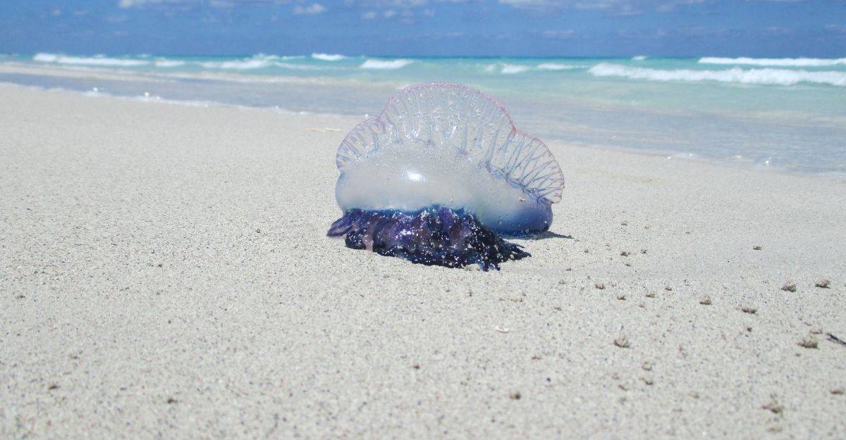20 Most Dangerous Animals in Australia