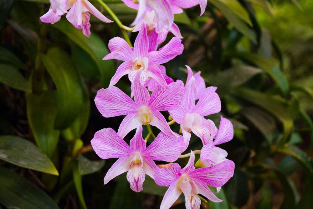 purple orchid- facts about thailand