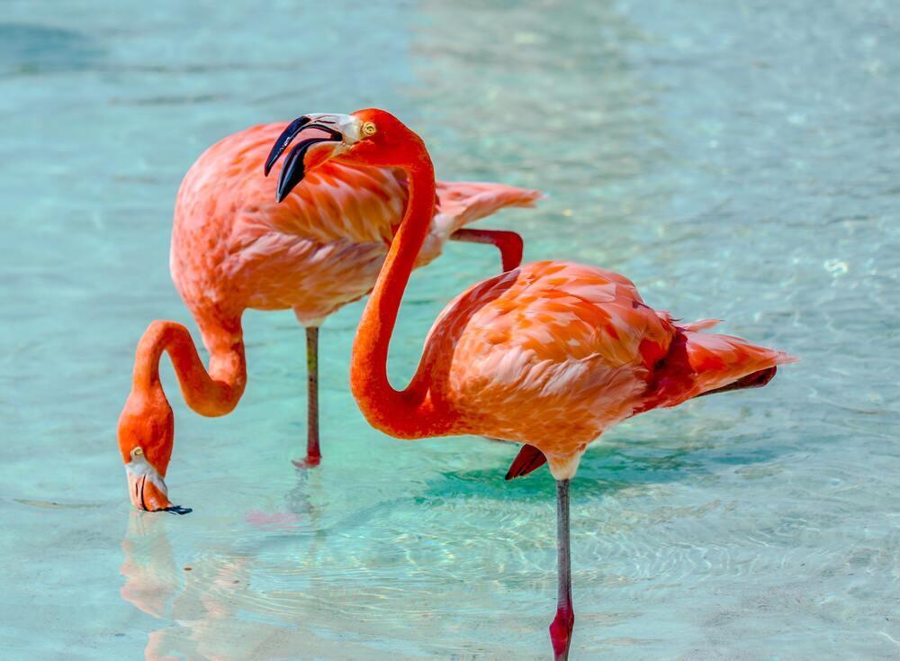 two orange Flamingos one is drining water in the beach and other is standing on Renaissance Island