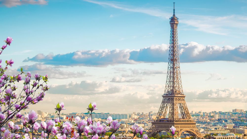 Pink flowers on the side showing Eiffel Tower in the middle of the city full of buildings